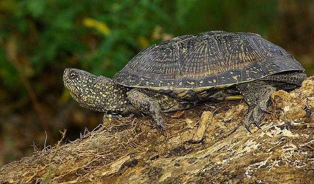 Как размножаются черепахи: член черапахи и условия спаривания