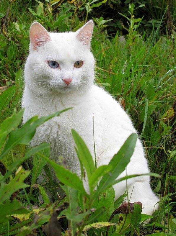 Как называется белая кошка с разными глазами, фото и описание других пород, у которых чаще всего встречается гетерохромия