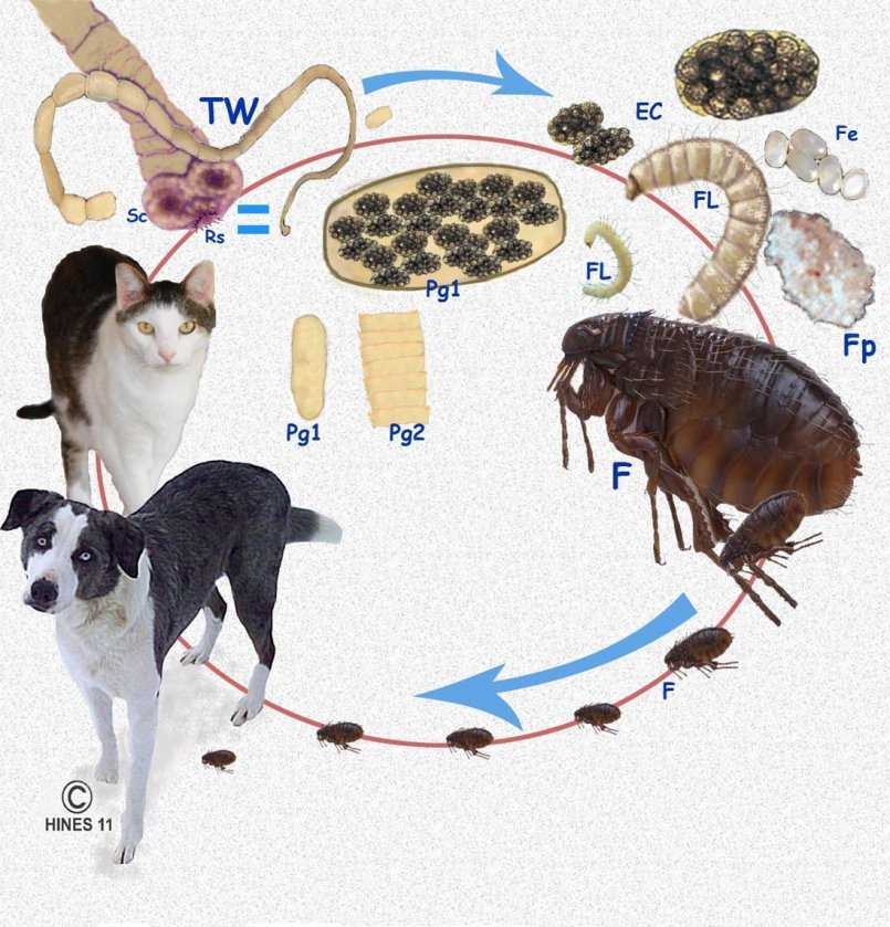 Паразитарные заболевания животных и их профилактика