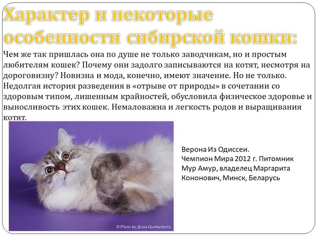 Анатолийская порода кошек (турецкая): фото, описание породы, цена