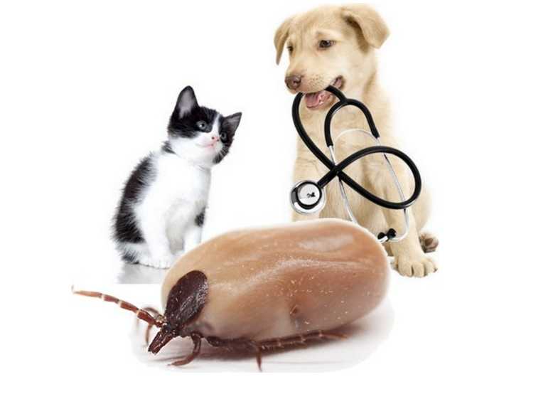 Здоровье собаки: чем опасны эктопаразиты?