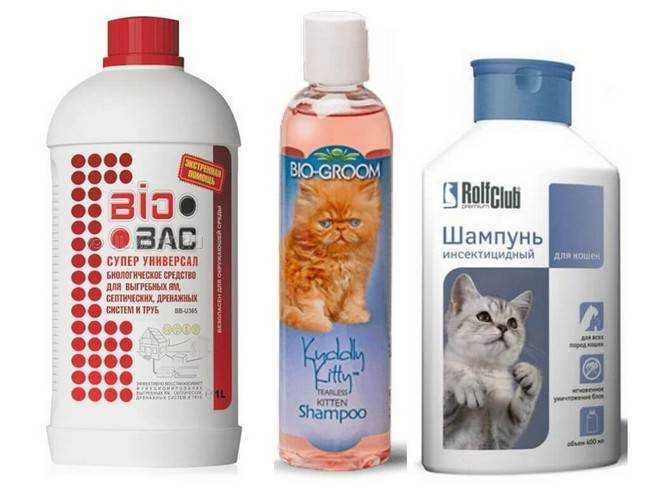 Шампуни от блох: эффективность и правила применения для кошек