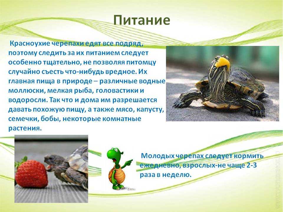 Условия содержания питания. Описание черепахи. Презентация про красноухих черепах. Красноухая черепаха информация. Красноухая черепаха питание.