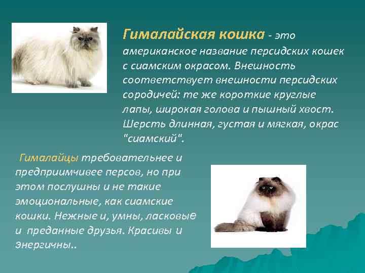 Гималайская кошка ? фото, описание, характер, факты, плюсы, минусы кошки ✔
