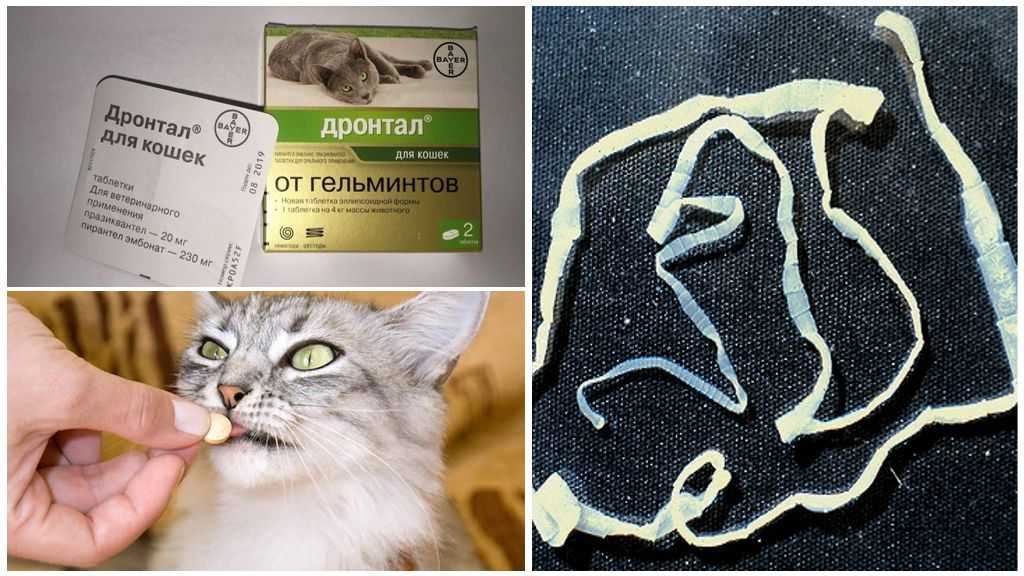 Глисты, гельминты у кошек и собак| ветклиника евровет
