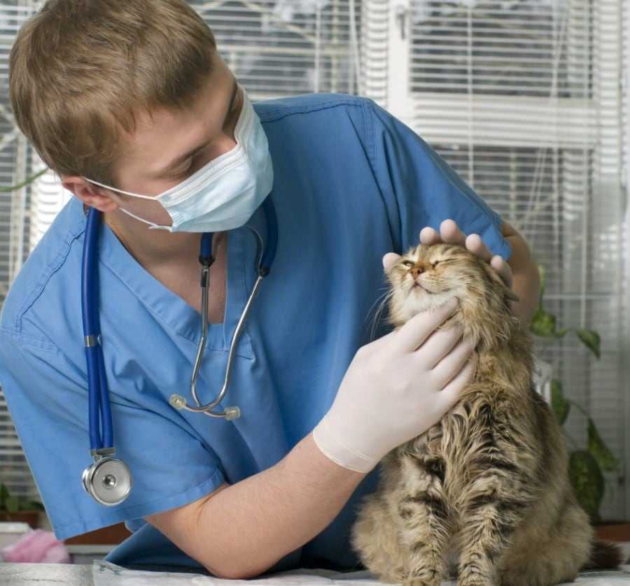 Онкогематологические патологии (заболевания крови и кроветворных органов) собак и кошек