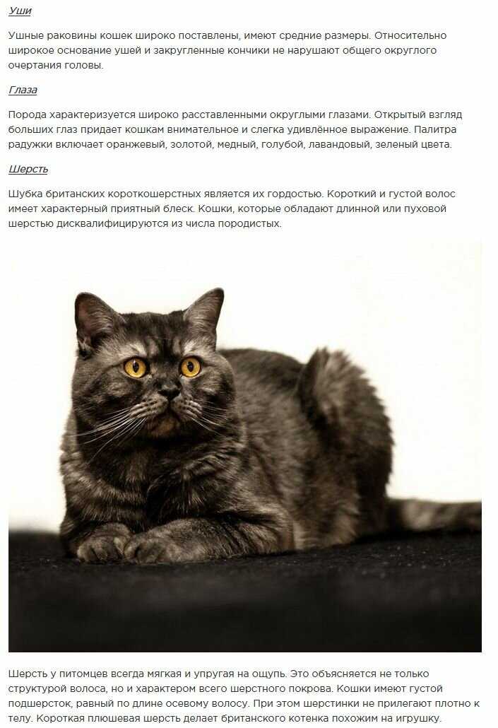 Рагамаффин: описание породы кошек, фото, цена