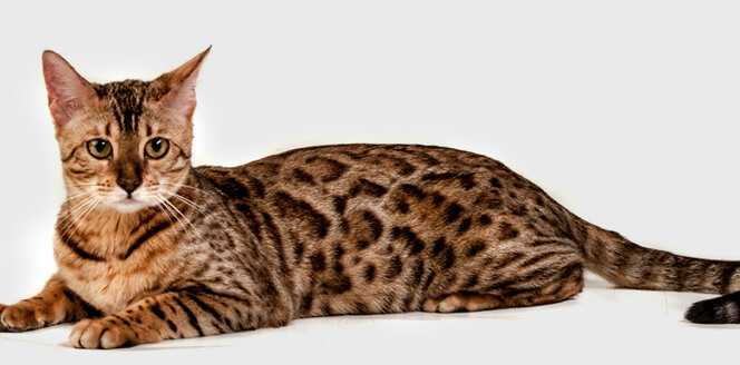 Серенгети кошка характеристика породы, фото, характер, правила ухода и содержания - petstory