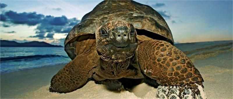 Разновидности черепах в природе: описание для урока окружающего мира в начальной школе