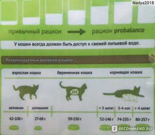 Сколько воды должна пить кошка в сутки: норма и отклонения
