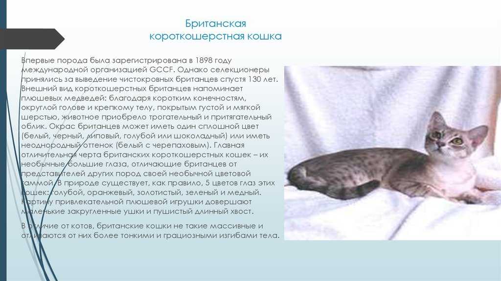 Серенгети кошка. описание, особенности, виды, уход и цена породы серенгети