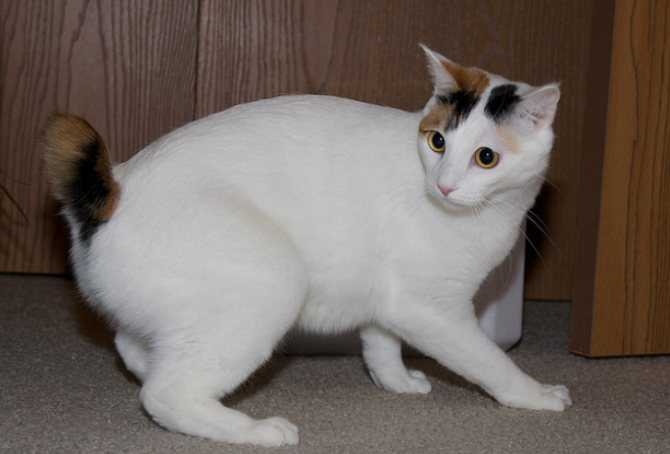 Японский бобтейл - фото породы, цена котенка, описание стандарта и характера
