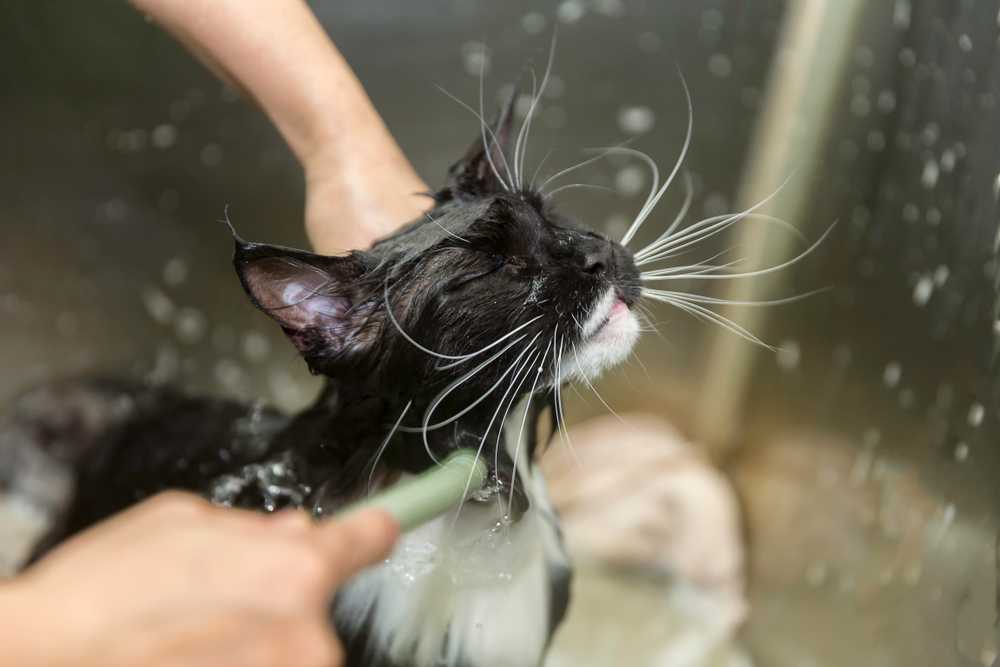 Можно мыть кошек мылом. Мытый котик. Шампунь для кота. Мытая кошка. Кошку моют шампунем.