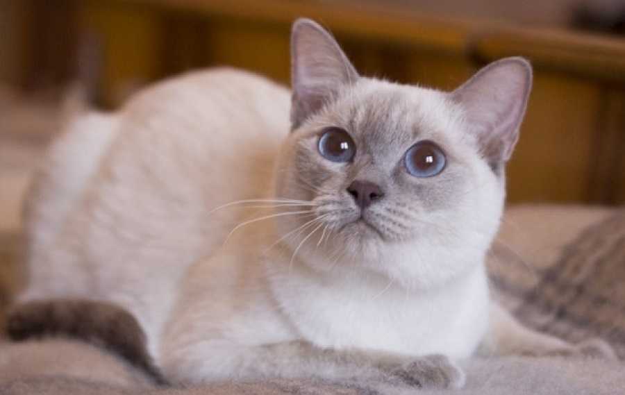 Подробный обзор породы Тайская кошка (тайский кот) с фото и видео. Происхождение, внешний вид, характер, уход и кормление, здоровье, цена и многое другое