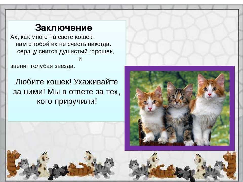 Проект о кошках 5 класс