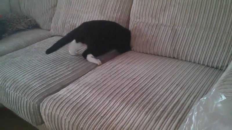 Почему кошка прячется под одеялом?