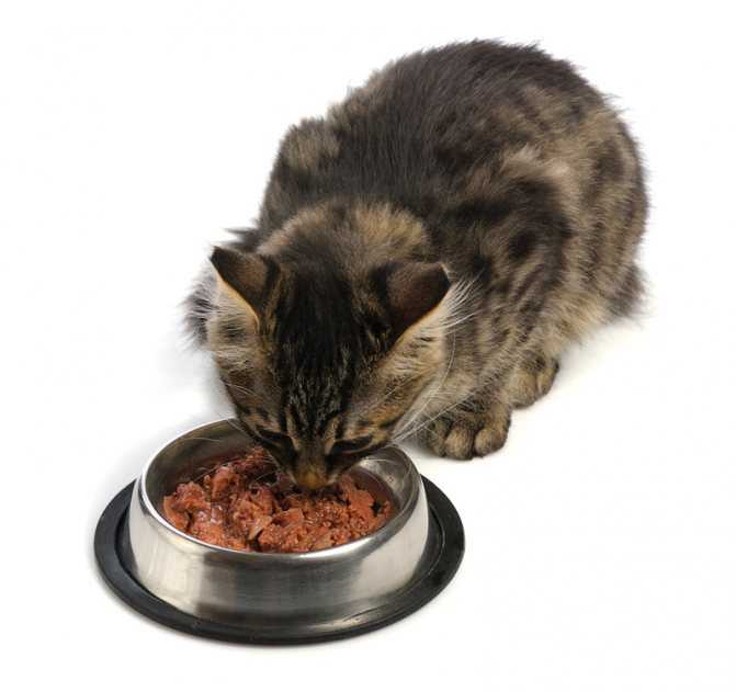 Как приучить котенка к сухому корму — инструкция от ветеринара