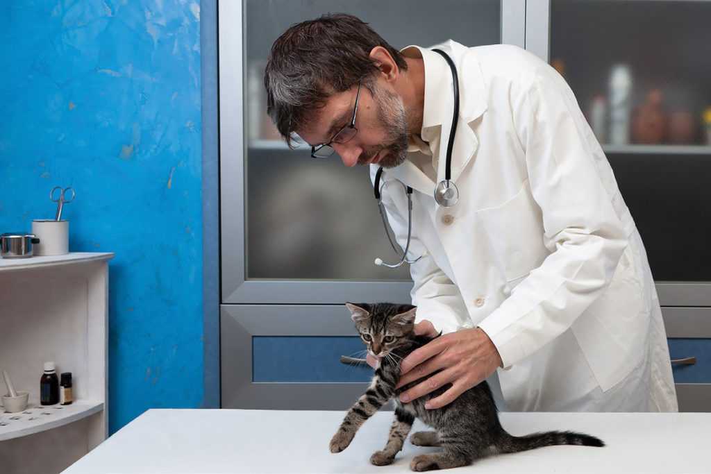 Запоры у кошек: рекомендации специалиста, что делать и чем лечить кошачий запор в домашних условиях