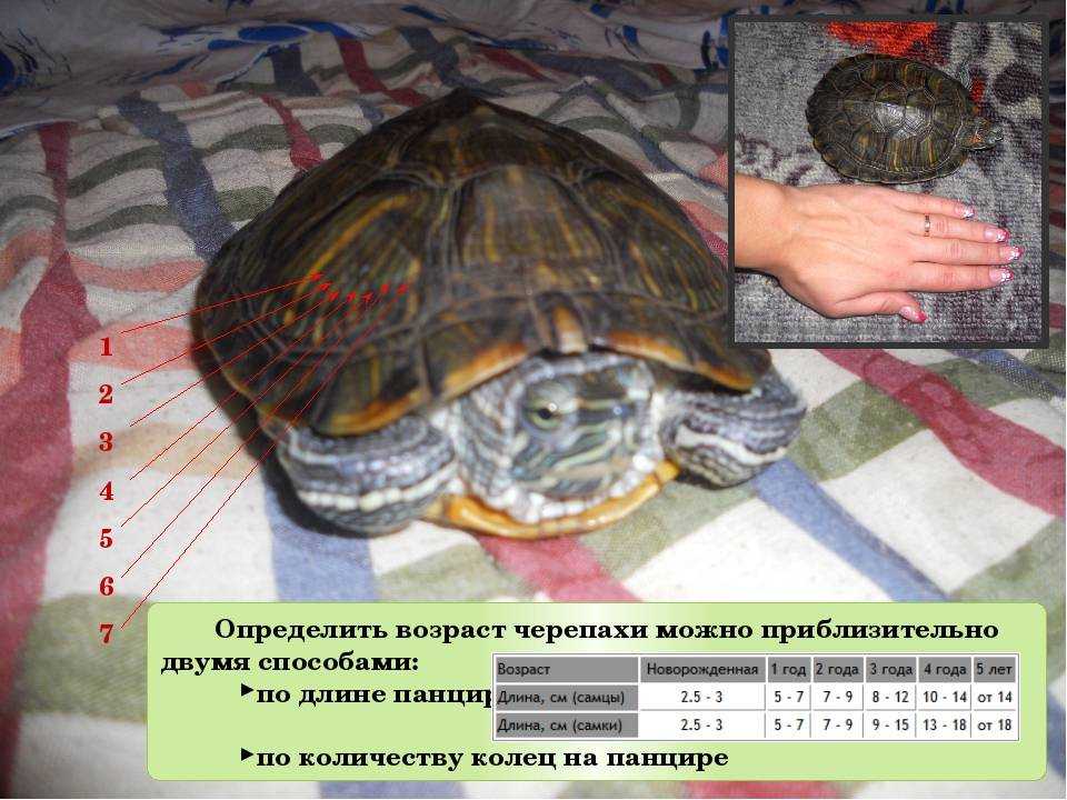 Как быстро растет красноухая черепаха и до каких размеров она вырастает в домашних условиях