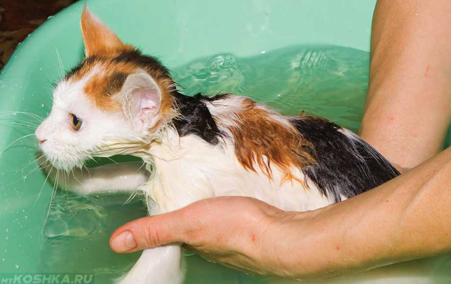 Можно ли мыть кошку после родов и в каких ситуациях этого делать нельзя