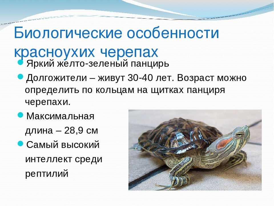Чем питаются речные черепахи
