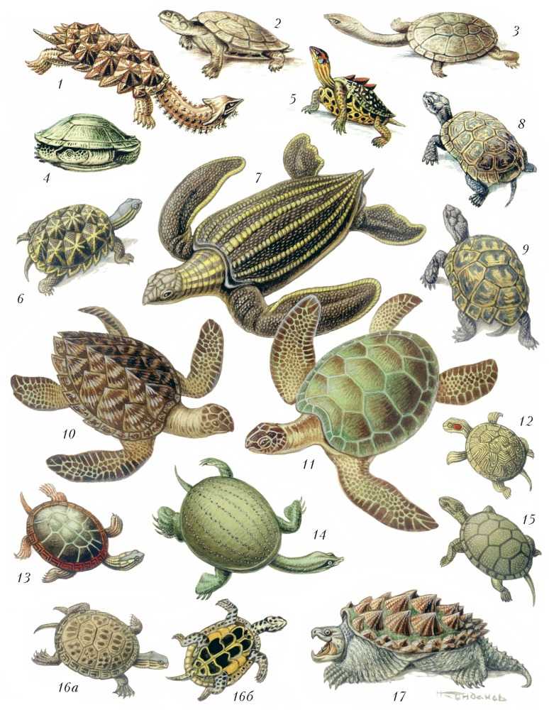 Что едят водные черепахи в домашних условиях, чем можно кормить маленьких декоративных аквариумных черепах и чем нельзя