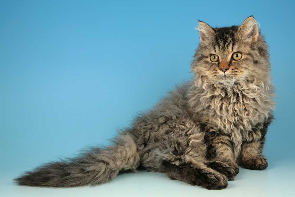 Корниш-рекс: описание породы с фото, характер и повадки, уход и содержание, отзывы владельцев кошки