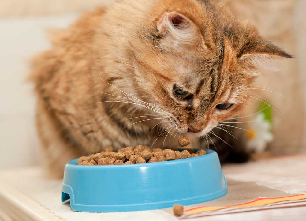 Можно ли размачивать сухой корм для кошек и котов | нужно ли
