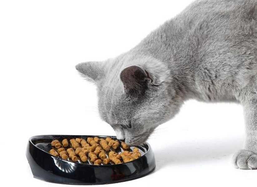 Как организовать натуральное питание для кошки: домашние рецепты корма