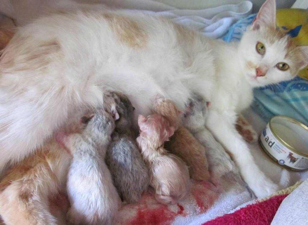 Помощь для кошки во время родов: что делать если не может родить сама