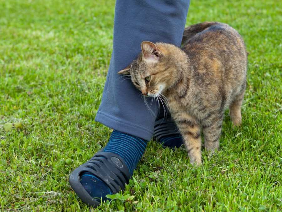 Почему кошки топчут лапами или 20+ интересных привычек кошек