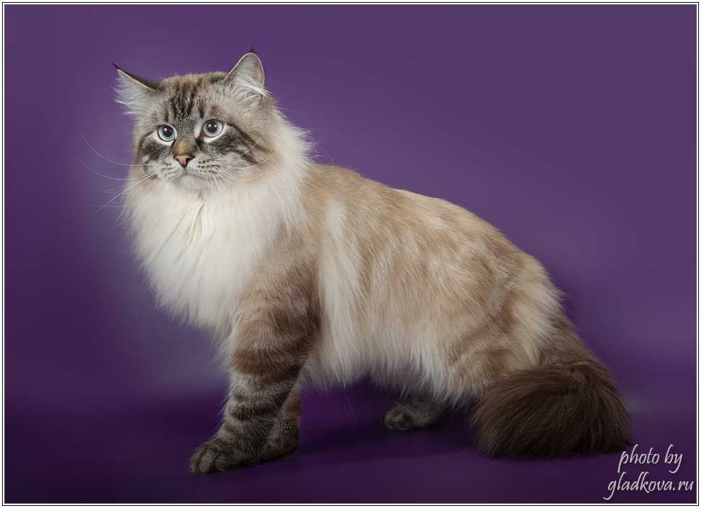 Сибирская кошка ? фото, описание, характер, факты, плюсы, минусы кошки ✔