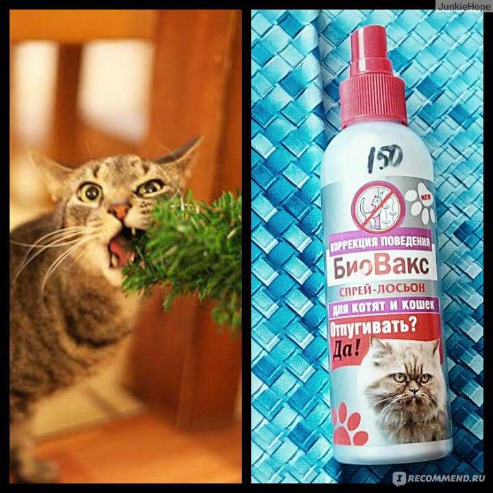 Какой запах кошки не любят больше всего, самые популярные ароматы