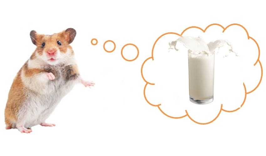 Можно хомякам творог. Молоко мышей. Молоко с мышкой. Мышь пьет молоко. Хомячье молоко.