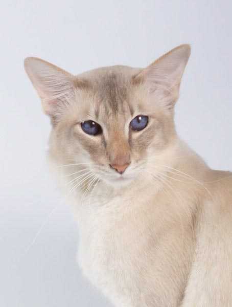 Яванская кошка : содержание дома, фото, купить, видео, цена