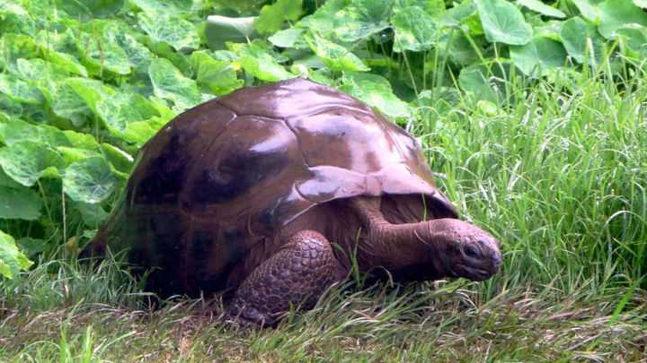 Гариетта — черепаха чарльза дарвина
