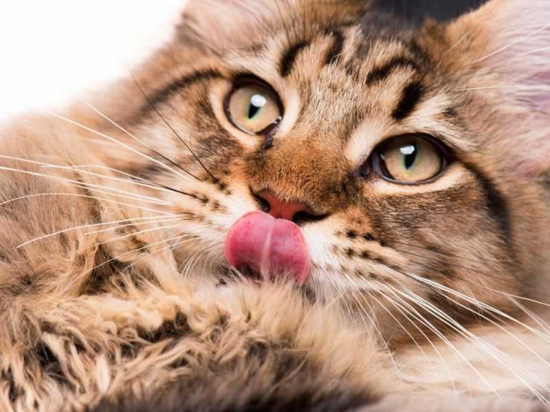 Почему язык кошек и котов такой шершавый, словно наждачка?