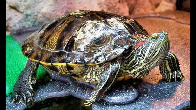 Что ест сухопутная черепаха в неволе?