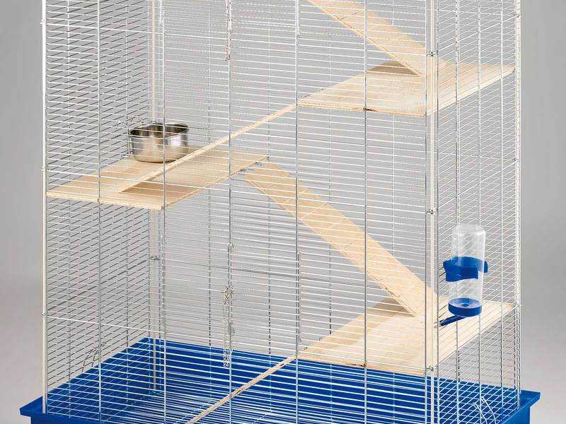 Клетка для декоративных крыс — правила выбора и обустройства