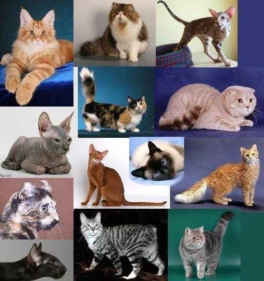 Сколько существует породы кошек