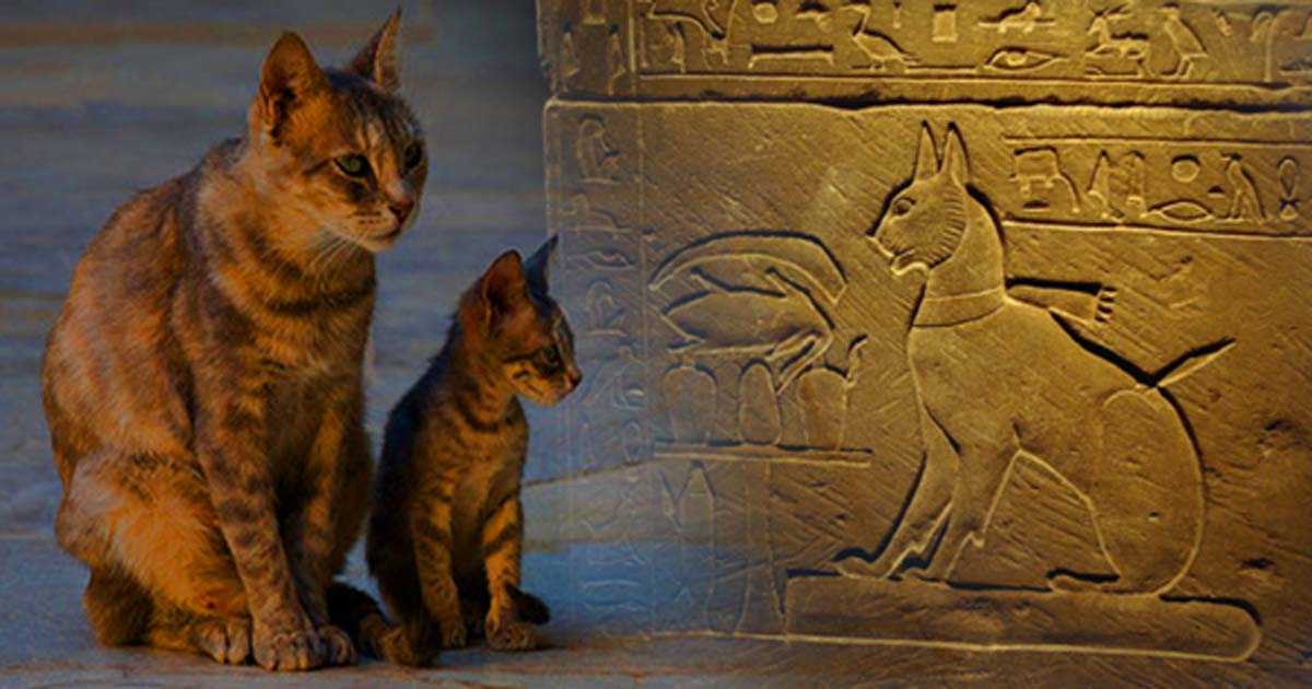 Кошки в древнем египте — вики