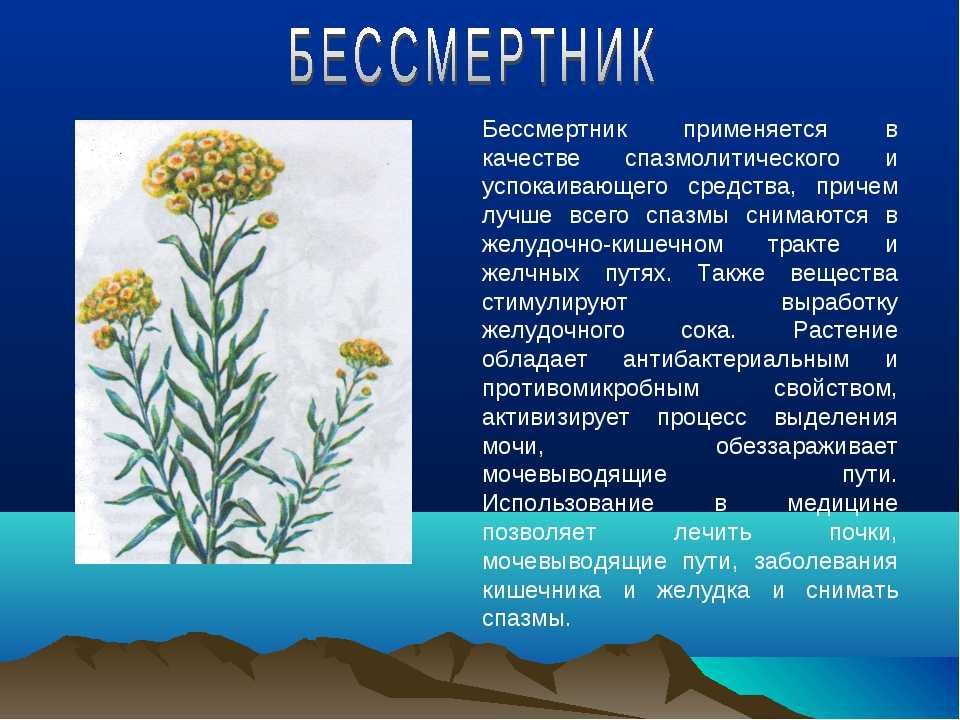 Цмин итальянский - helichrysum italicum - описание таксона - плантариум