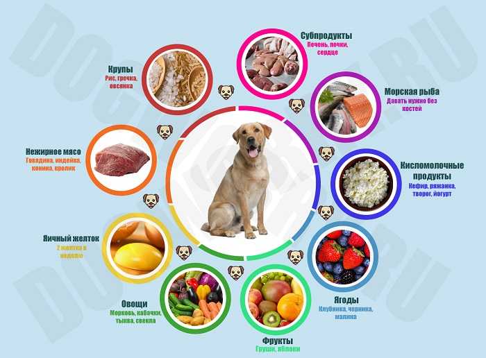 Рекомендации по кормлению собак от ветеринара
