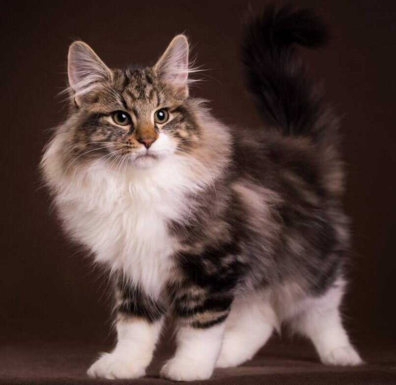 Сибирская кошка (100 фото): стандарты и характеристика породы кошек, история происхождения сибиряков, выбор котенка