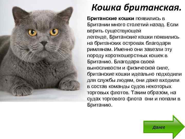 Анатолийская кошка