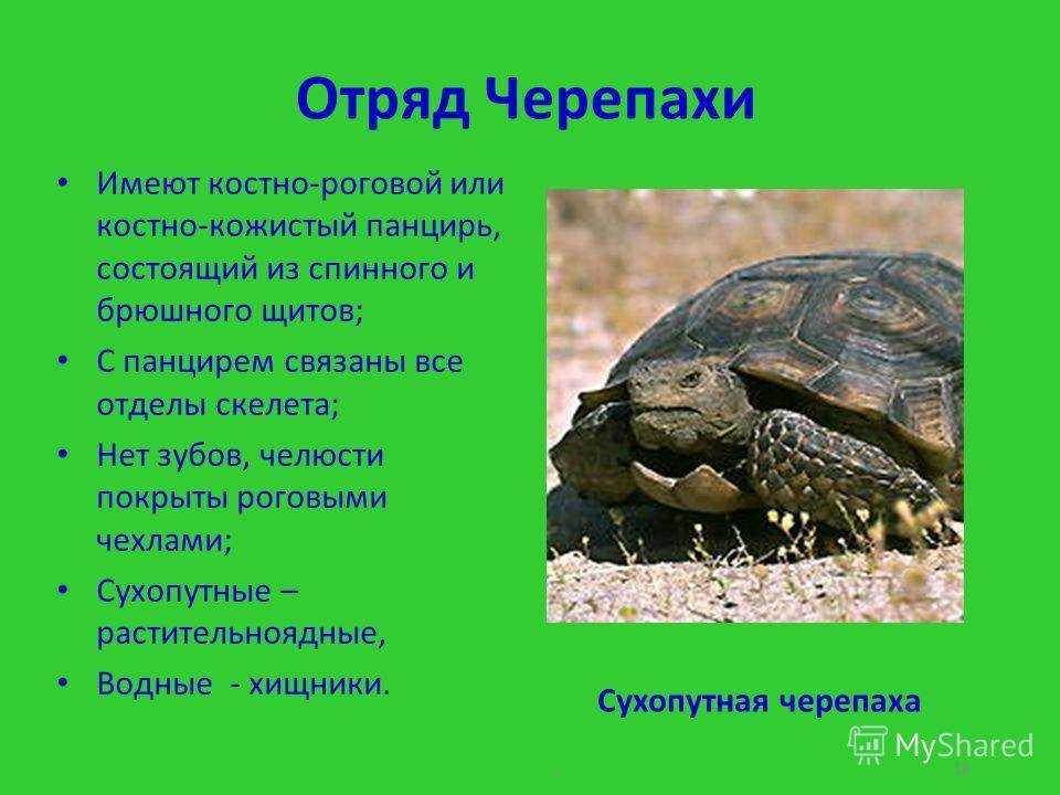 Черепаха - виды с фото и описанием, интересные факты, названия, уход, ареал обитания