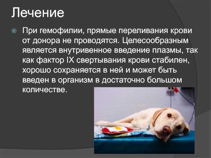 Брахицефалический синдром у собак