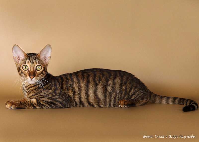 Тойгер кошка : содержание дома, фото, купить, видео, цена