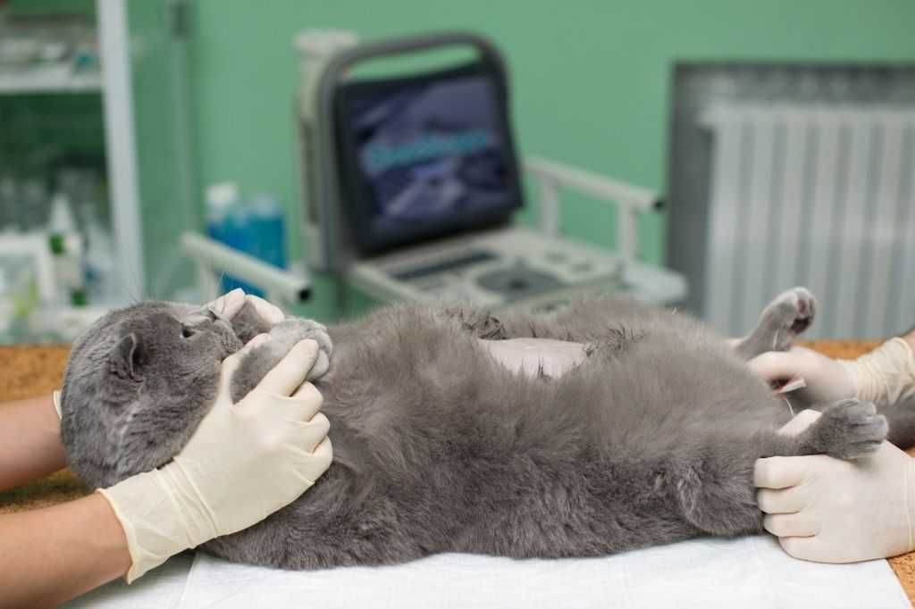 Сколько носить попону после стерилизации кошки