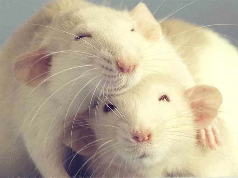 Звуки крысы: как распознать голосовые сигналы грызунов